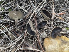 Helvella macropus