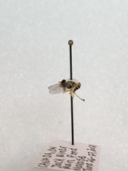 Sphaerophoria contigua