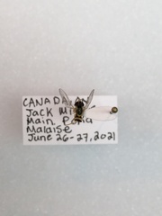 Sphaerophoria contigua