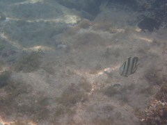Chaetodon striatus