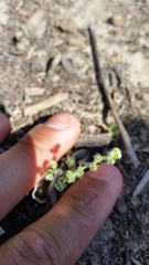 Cryptantha pterocarya