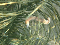 Hermodice carunculata