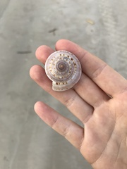 Architectonica nobilis