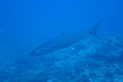 Scomberomorus commerson