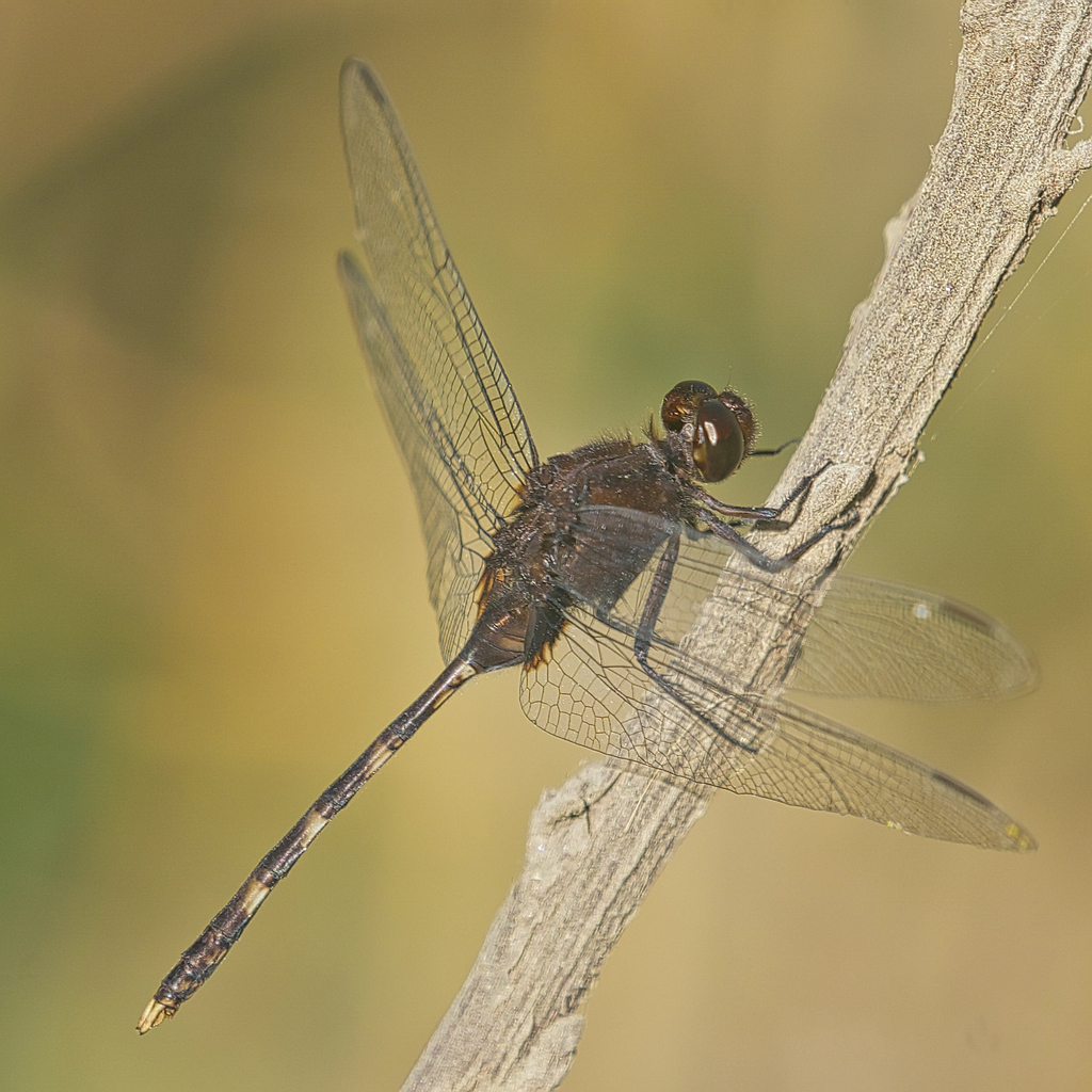 Pin-tailed Pondhawk