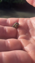 Clibanarius antillensis