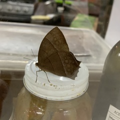Taygetis rufomarginata