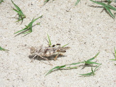 Heliastus sumichrasti