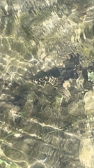 Sphoeroides testudineus