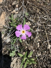 Phlox roemeriana