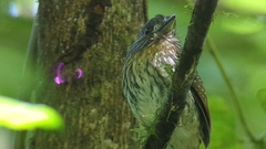 Malacoptila panamensis