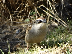 Oriturus superciliosus