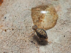 Ptenothrix renateae