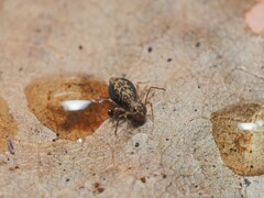 Ptenothrix renateae