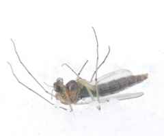 Chironomidae