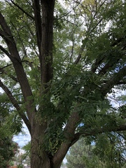 Styphnolobium japonicum