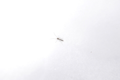 Chironomidae