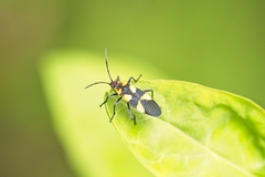 Oncopeltus cingulifer