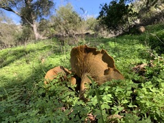 Omphalotus olivascens