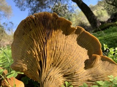 Omphalotus olivascens