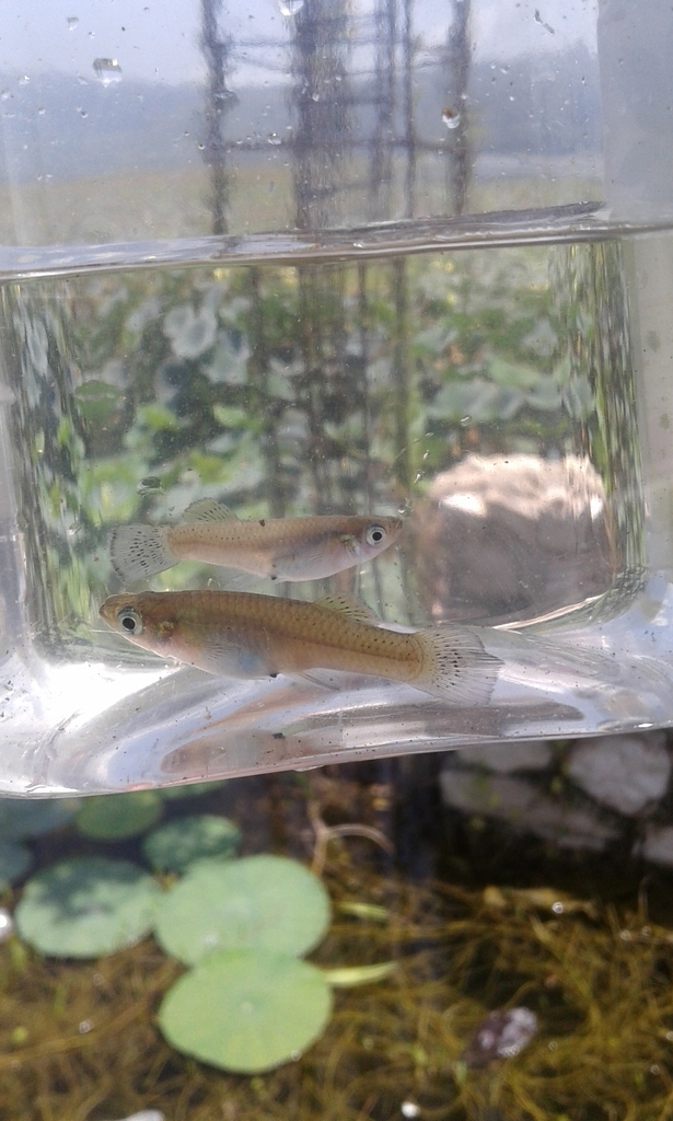 Miragoane gambusia (Gambusia beebei) — Poeciliidae