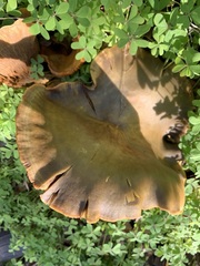 Omphalotus olivascens