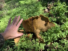 Omphalotus olivascens