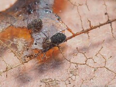Ptenothrix