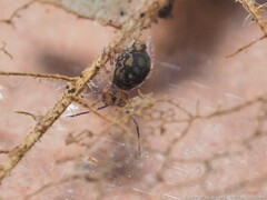 Ptenothrix