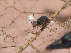 Ptenothrix