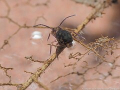 Ptenothrix