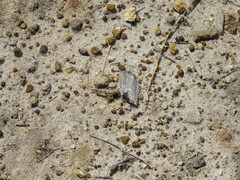 Heliastus sumichrasti