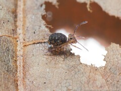 Ptenothrix