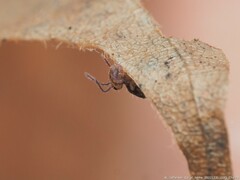 Ptenothrix