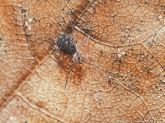 Ptenothrix