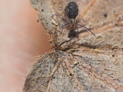 Ptenothrix