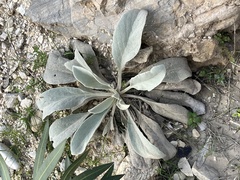 Cynoglossum cheirifolium