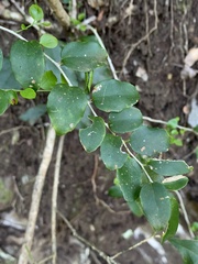 Dovyalis rhamnoides