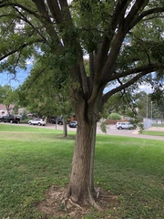 Styphnolobium japonicum