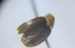Sacodes pulchella