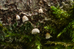 Cyphellaceae