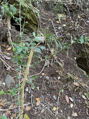 Dovyalis rhamnoides