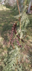 Prosopis affinis