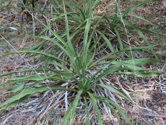 Yucca rupicola