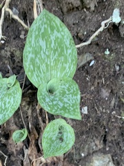 Habenaria arenaria