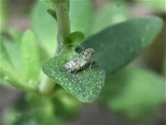 Eupteryx decemnotata