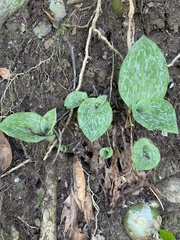 Habenaria arenaria