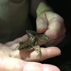 Lithobates lenca