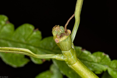 Cladoxerus