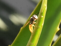 Philanthus triangulum